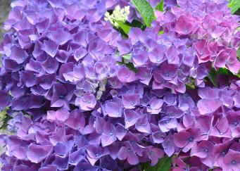 HydrangeamacrophyllaCotedAzur