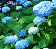 HydrangeamacrophyllaMadameFaustinTravoullionhabitus