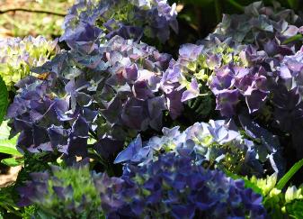 HydrangeamacrophyllaCotedAzurflowersvn