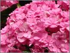HydrangeamacrophyllaYouMeTogetherbloem