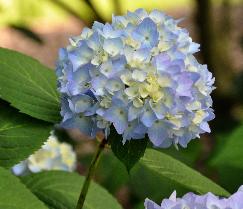 HydrangeamacrophyllaAlpengluhenincombinatiemetHydrangeaserrataPresiozavnn