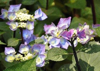 Hydrangea macrophylla 'Zorro' nice black steel