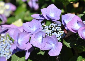 HydrangeamacrophyllaCotedAzurflowersvn