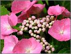Hydrangea macrophylla 'Zorro' roze bloem