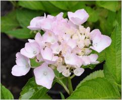 HydrangeamacrophyllaAnkonggeenaluin