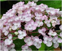 HydrangeamacrophyllaAyesharozebloemenjuli