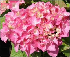 HydrangeamacrophyllaMySistersGarden