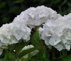 HydrangeamacrophyllaRoyalRedjongebloem