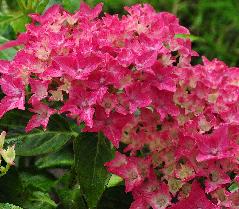 HydrangeamacrophyllaRedBaronglobalpicture