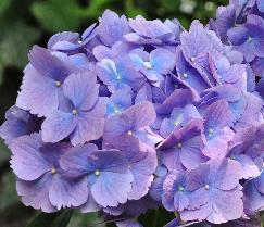 HydrangeamacrophyllaMmeFaustinTravouillon