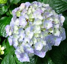 Hydrangea macrophylla 'Alaska' moederplant in border