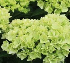 HydrangeamacrophyllaAnkongjuni