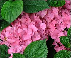 HydrangeamacrophyllaKingGeorgeV