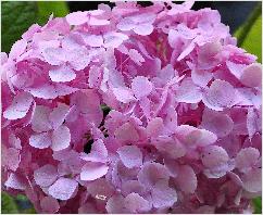 HydrangeamacrophyllaMadameFaustinTravouillacecapkalkrijkegrondrozebloem