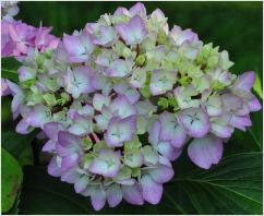 HydrangeamacrophyllaNigrabloemenvnn