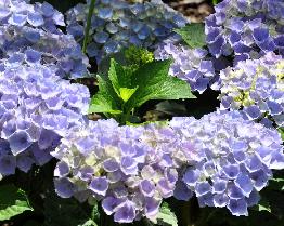 HydrangeamacrophyllaXianherfstverkleuringbloemblauwgroenvn