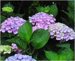 HydrangeamacrophyllaXianrozebloemen