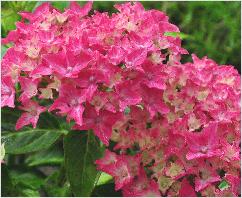 HydrangeamacrophyllaTovelittweejarigeplantvnncloseup