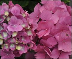 HydrangeamacrophyllaUrsulavnyoungflowers