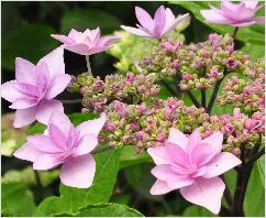 Hydrangea_macrophylla_'Cassiopee'_closeup_vnn_tuin_Dirk Staels