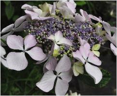 Hydrangea_ macrophylla_'Beaute_Vendomoise'_large _flower_closeup_vnn