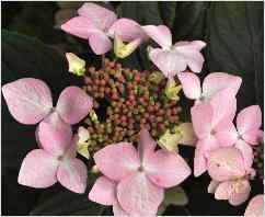 HydrangeamacrophyllaJeanVarnierlacecapVNcloseupbloem