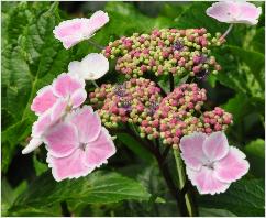 HydrangeamacrophyllaKomoChiamaSeruka