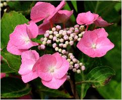 HydrangeamacrophyllaZorrorozebloemcloseup