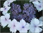 HydrangeamacrophyllaKoriabloemvn
