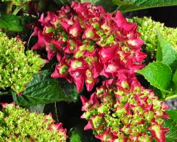HydrangeamacrophyllaRoyalRedjongebloem