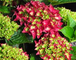 HydrangeamacrophylaTevere