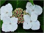 HydrangeamacrophyllaTokyoDelightbloemcloseup