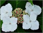 Hydrangea macrophylla 'Zorro' violetblauwe bloemen 