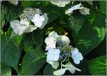 Hydrangea macrophylla 'Zorro' roze bloem