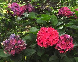 HydrangeamacrophyllaLeuchtfeuerherfstkleuren