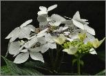 HydrangeamacrophyllaLanarthWhiteendofjulyVN