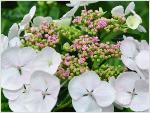 HydrangeamacrophyllaTokyoDelightbloemcloseup