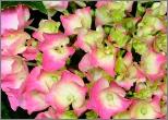 HydrangeamacrophyllaRedBaroncop