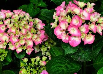 HydrangeamacrophyllaRedBaroncop