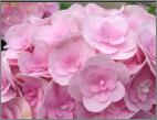 HydrangeamacrophyllaLoveYoumeH1917closeup