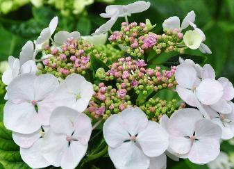 HydrangeamacrophyllaRedBaroncop