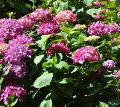 HydrangeamacrophyllaRedBaronglobalpicture
