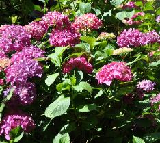 HydrangeamacrophyllaMySistersGarden