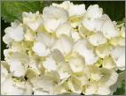 HydrangeamacrophyllaFirstWhite
