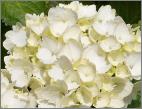 Hydrangea_ macrophylla _'Mathilda Gutges'