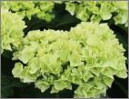 HydrangeamacrophyllaWudu