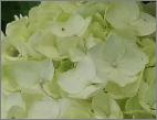 HydrangeamacrophyllaAveMaria