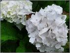 HydrangeamacrophyllaFirstWhite