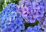 Hydrangea_ macrophylla _'Mathilda Gutges'