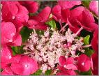 HydrangeamacrophyllaJixi